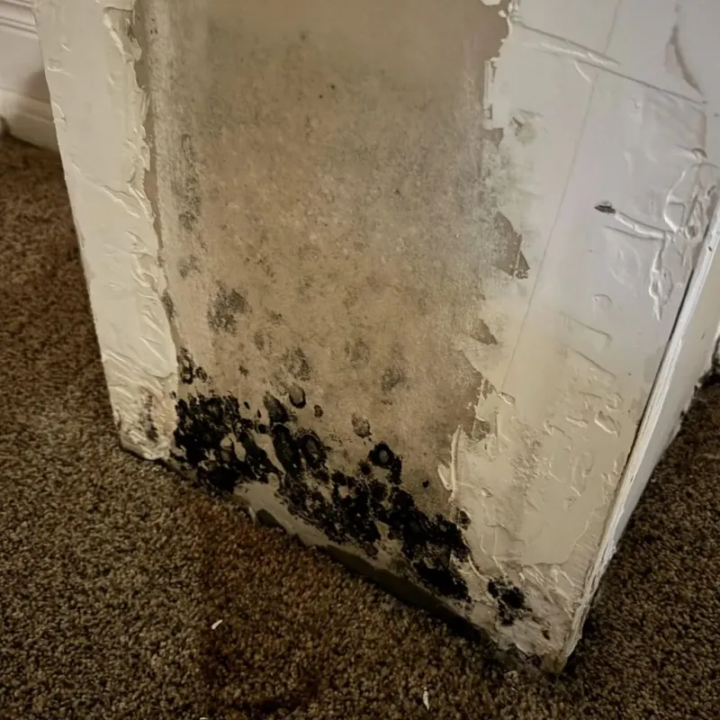 Professional Mold Removal in Marion, MS